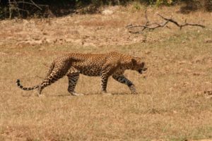 Sri Lanka safari leopard