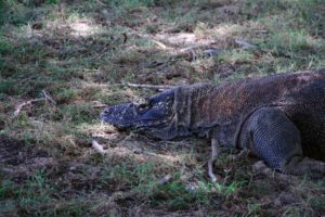 Komodo Dragon resting