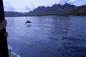 Dolphin near Komodo island
