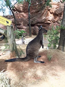 Wild Life Sydney Zoo Kangaroo
