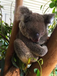 Koala at Wild Life Zoo Sydney